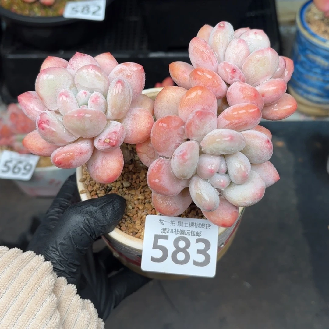 香水老桩无盆土发货