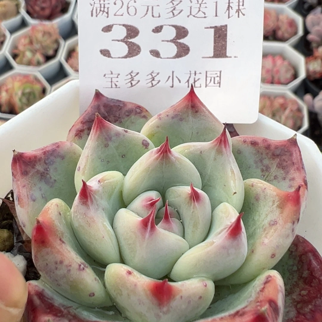 331号婚戒一物一拍满18包邮