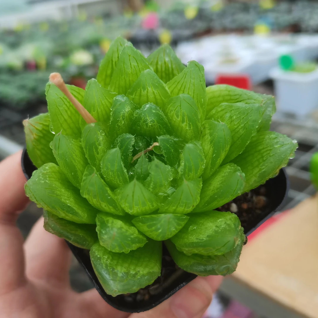 【38】十二卷类绿植多肉盆栽无刺黑熊冠幅7-9公分带盆带土一株包邮