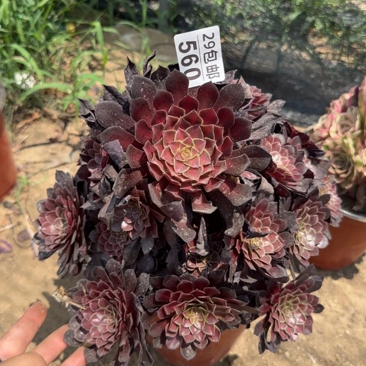 黑痛中班……多肉植物……