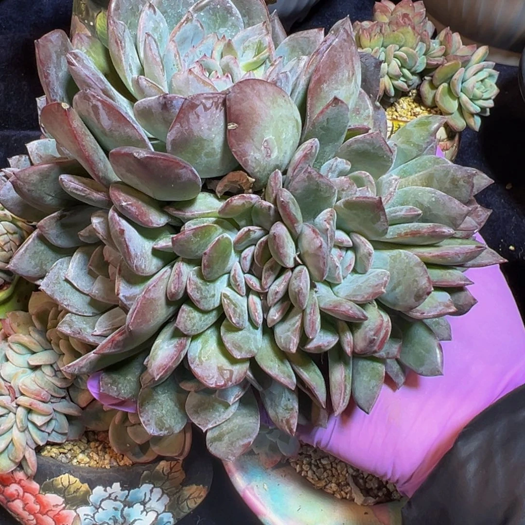 紫霞 新年快乐 新年快乐