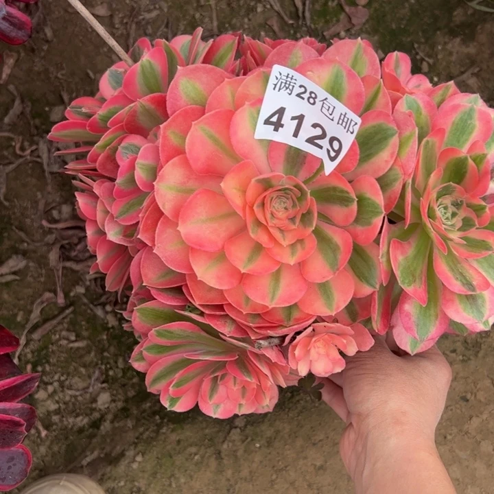 1429女巫多肉植物