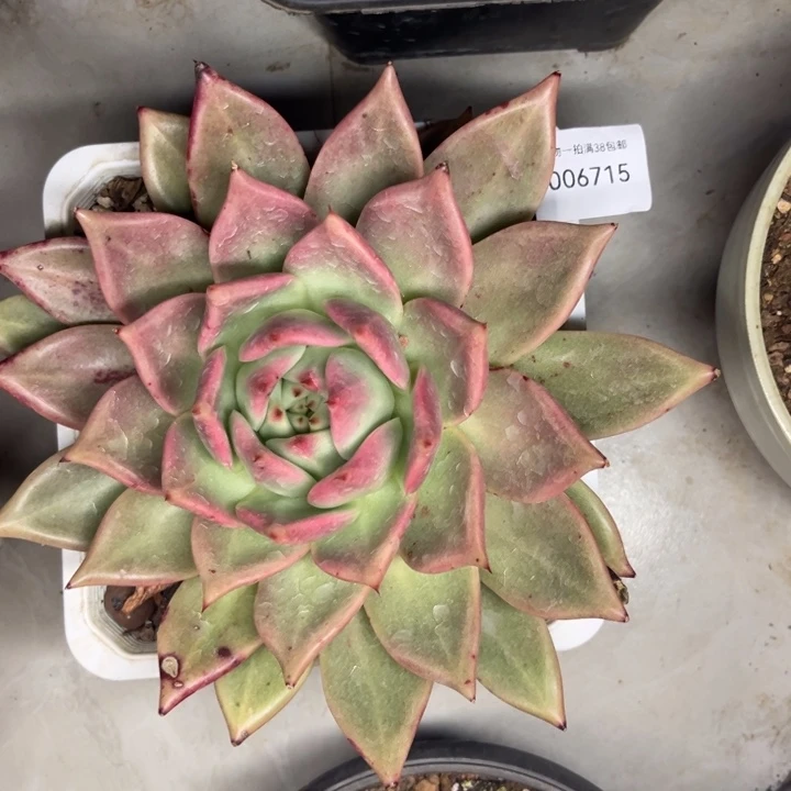 多肉一物一拍6715