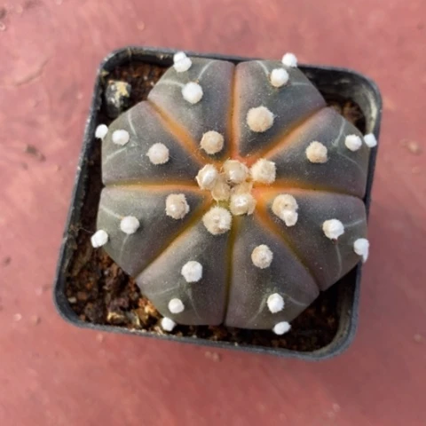 实生西瓜兜4仙人球