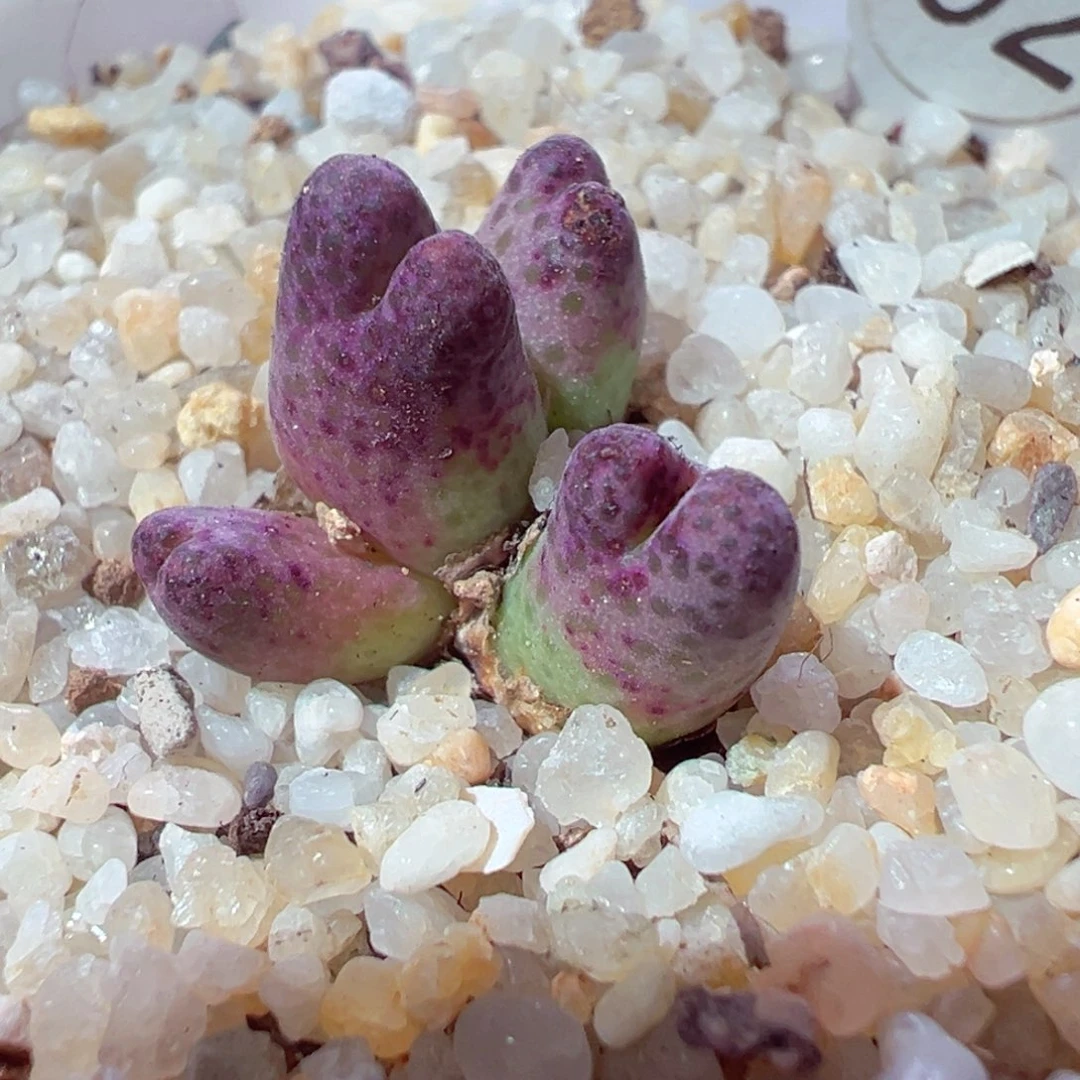 1230-418多肉多肉斑马955d