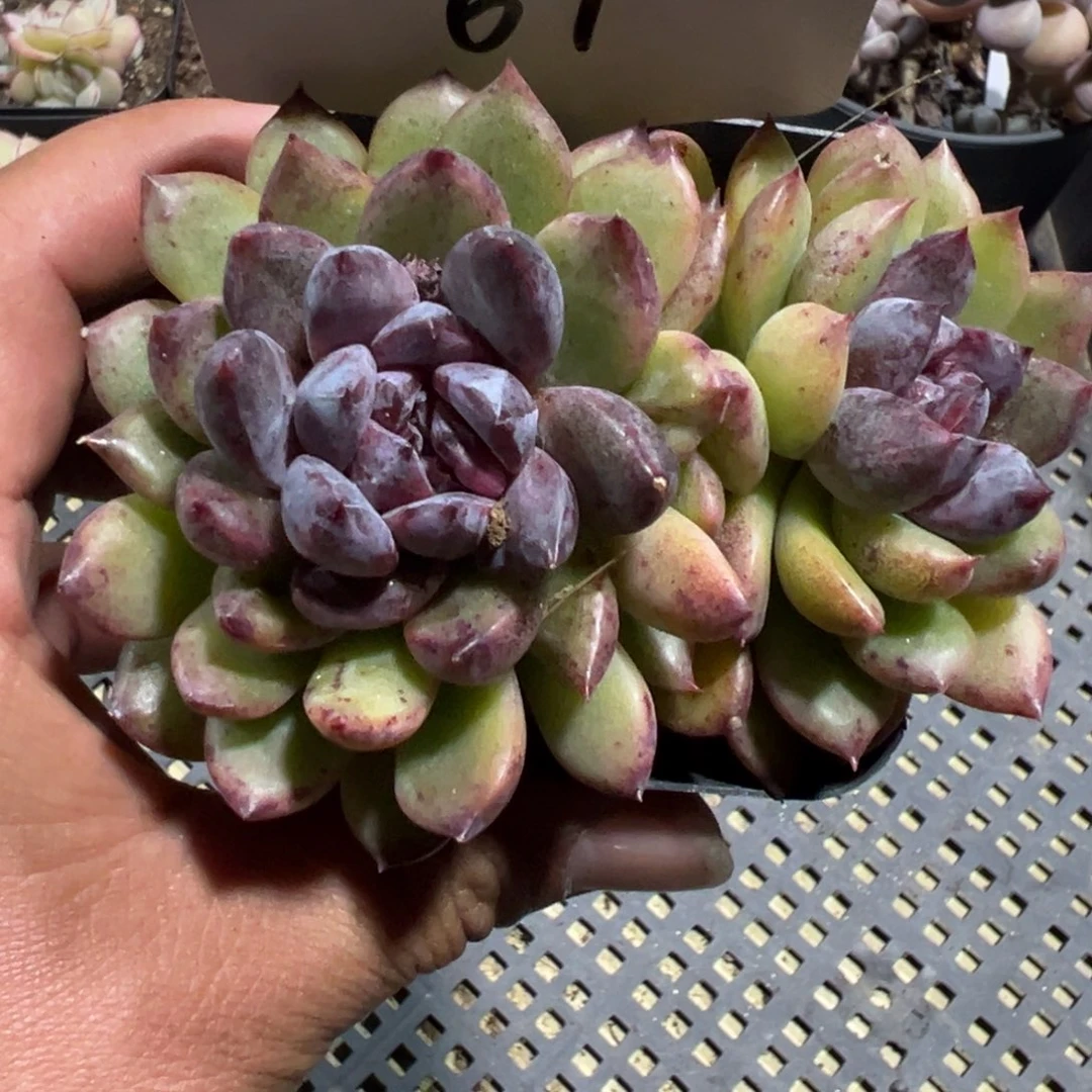 多肉植物多肉植物