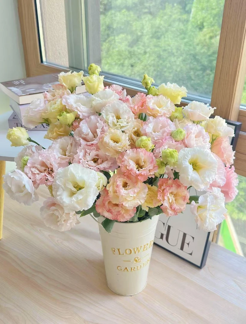 混色洋桔梗【收到花一定要醒花，不会请联系客服】