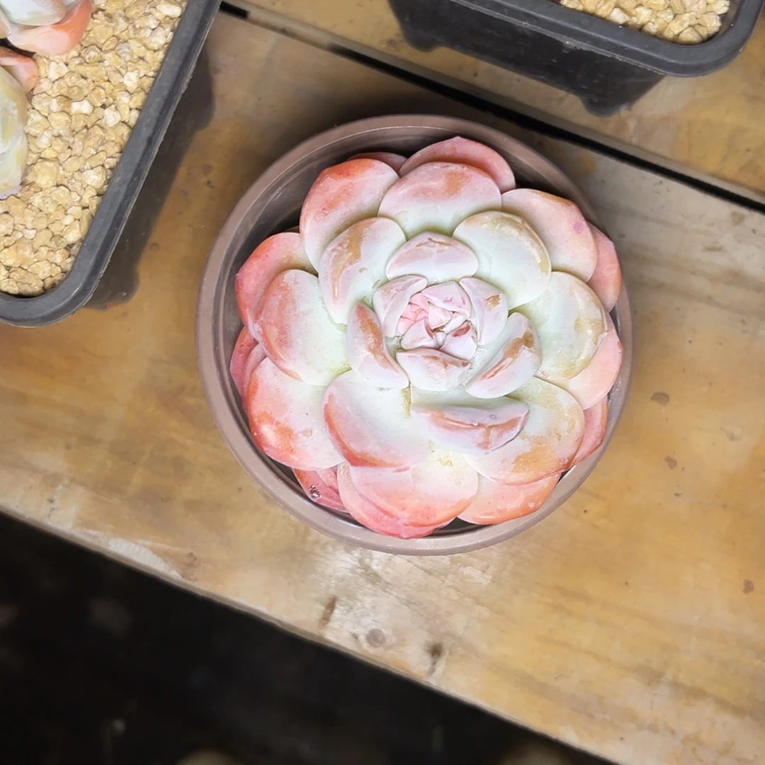 忘***去多肉植物冰玉闪购