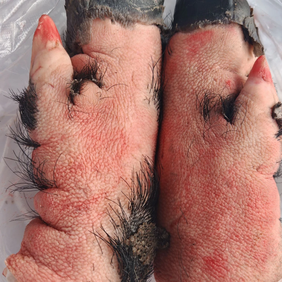 （龙哥书记）东北跑山黑猪猪蹄猪头