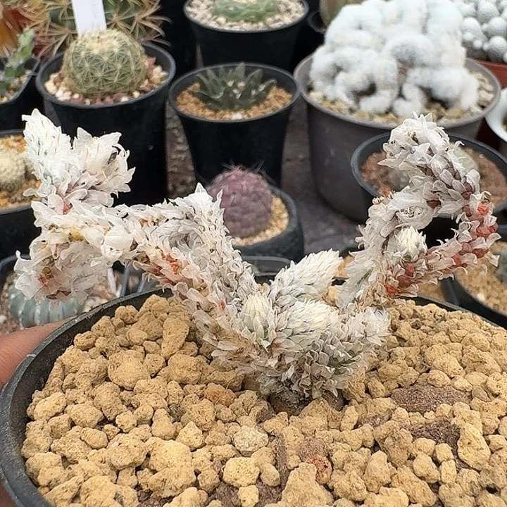 白鳞龙实生仙人球