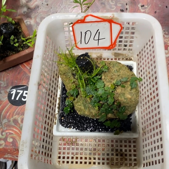 随**安退款拉黑一物一拍104