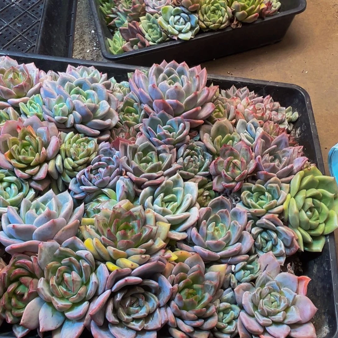2***6142多肉植物和植物在这里