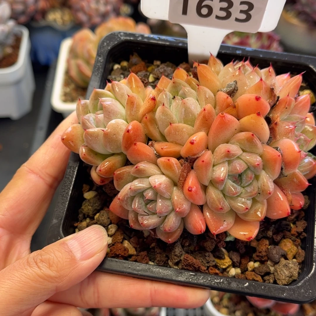 1633 满30包邮 天冷必拍保温箱