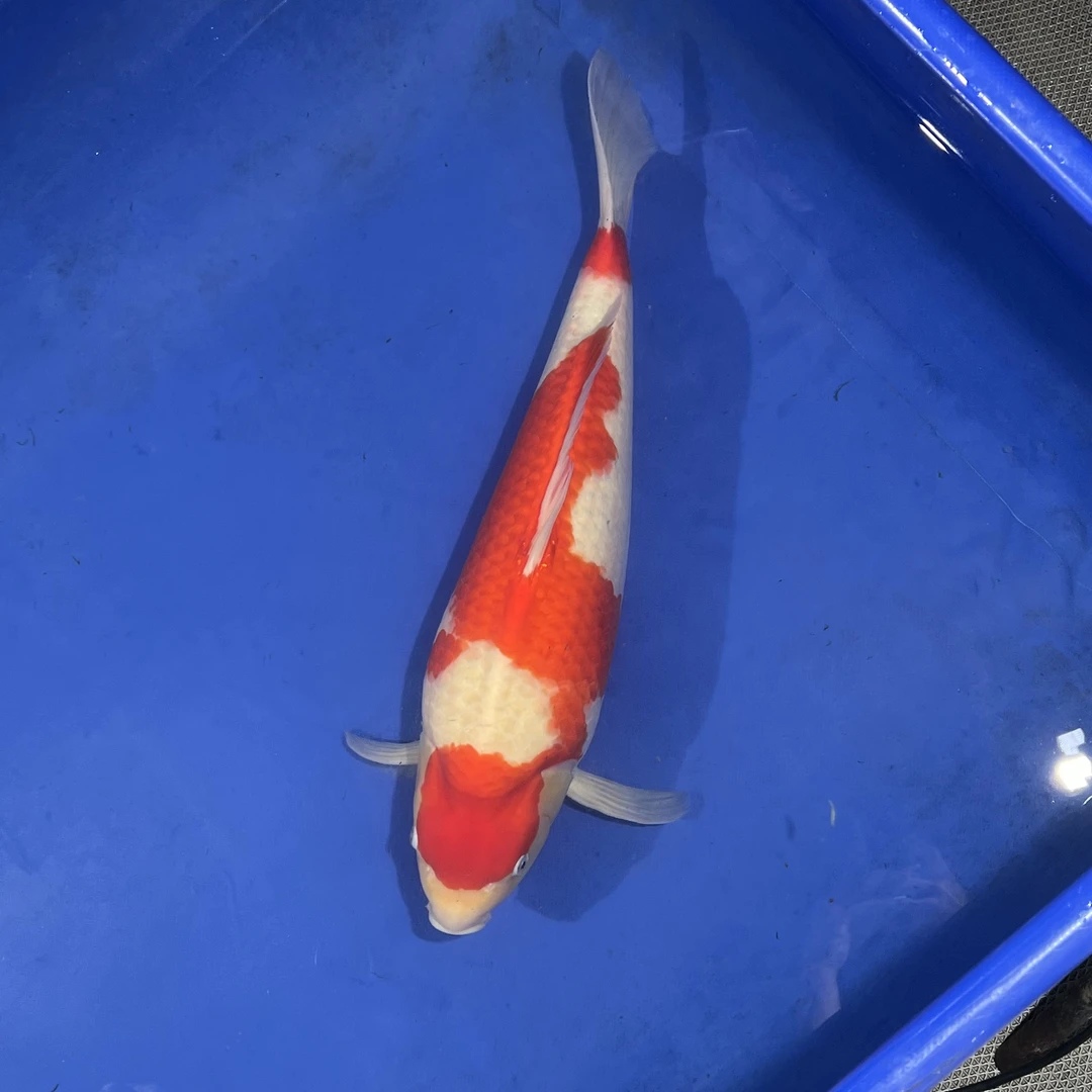 阪井出品红白锦鲤母（北狼）专拍