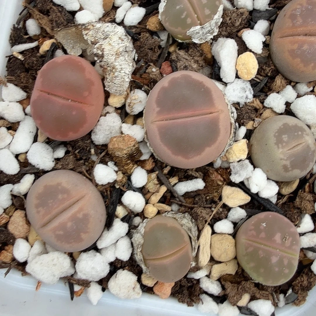 你好忙的嘛啊305天不联系