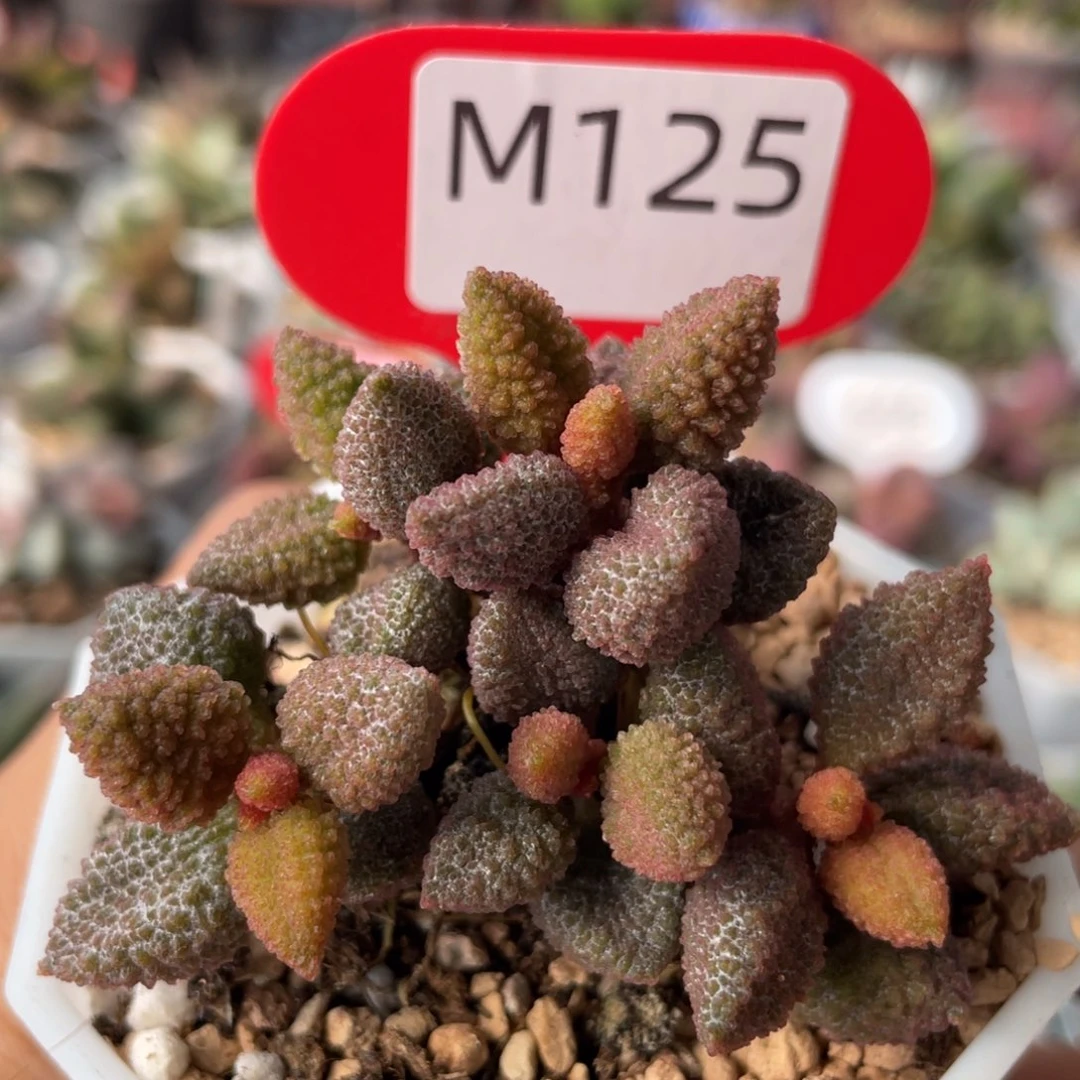 蔷*?     黄金奶油果。 M125。