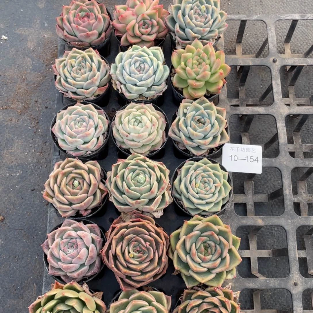 佳*?一物一拍18颗10-154