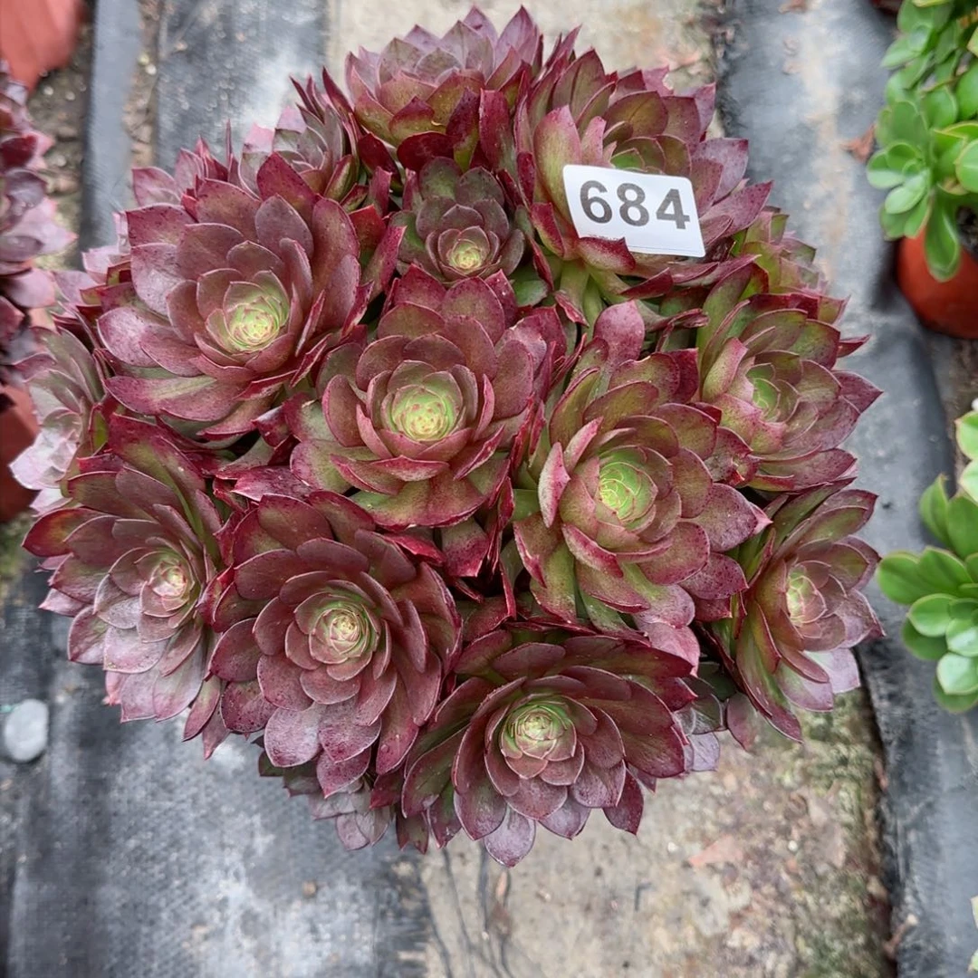 风****゜684多肉植物若桃