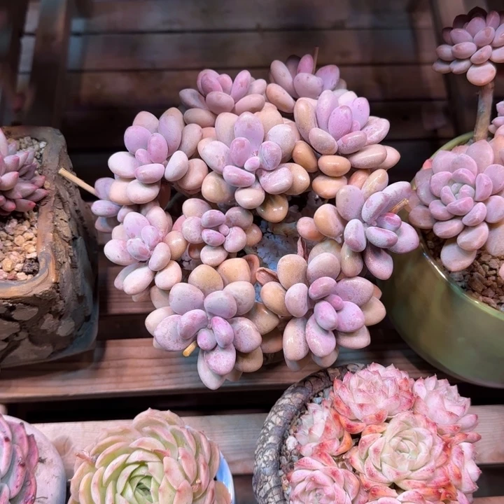 桃蛋多肉植物dou zhu h chi