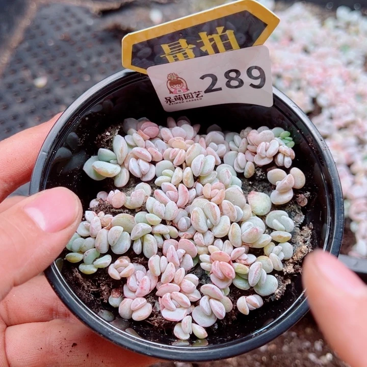 多肉植物多肉植物