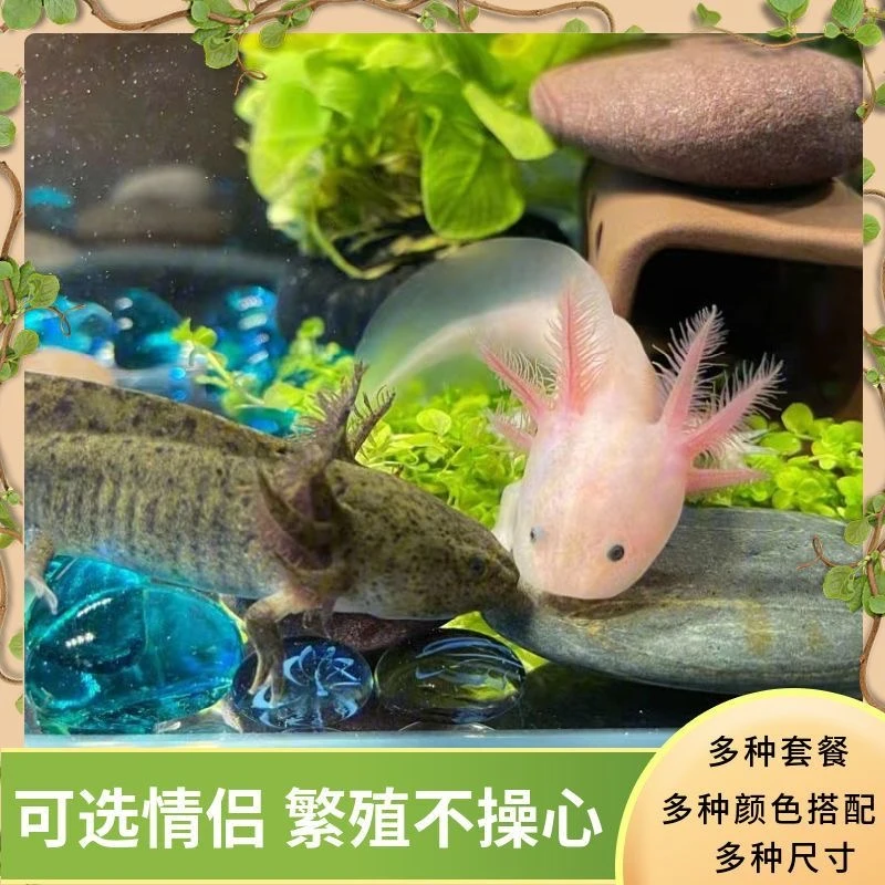 鱼苗观赏冷水淡水好养易活新手入门耐活蝾螈六角热带蝴蝶鲤斗鱼