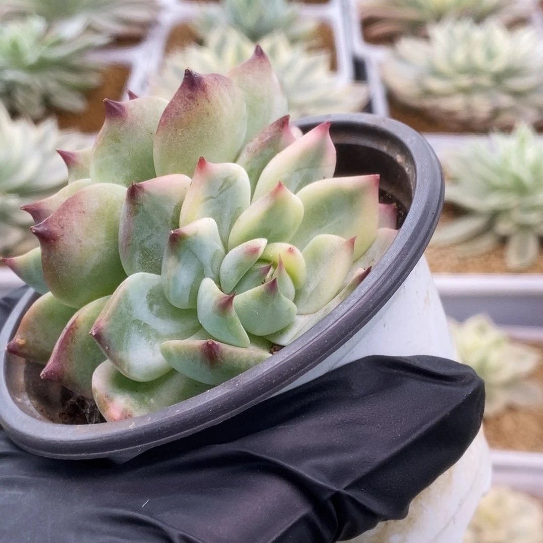 159锦锦锦锦锦锦锦锦锦