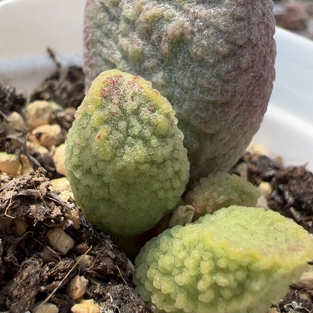 实生新品多肉植物水泡