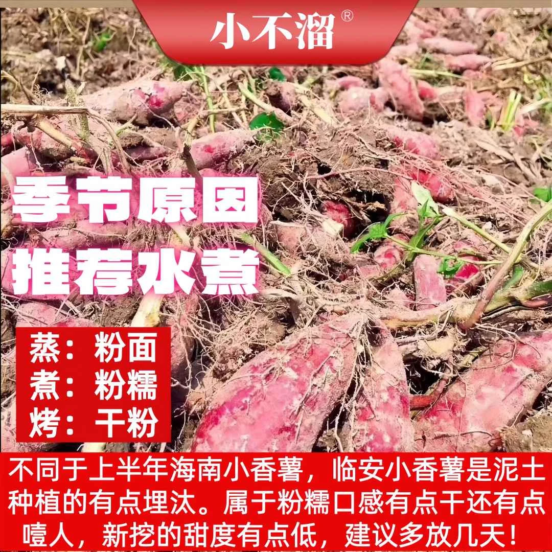 【小不溜】临安天目山小香薯5斤装50-70个/18-35个/10-15个粉糯干面