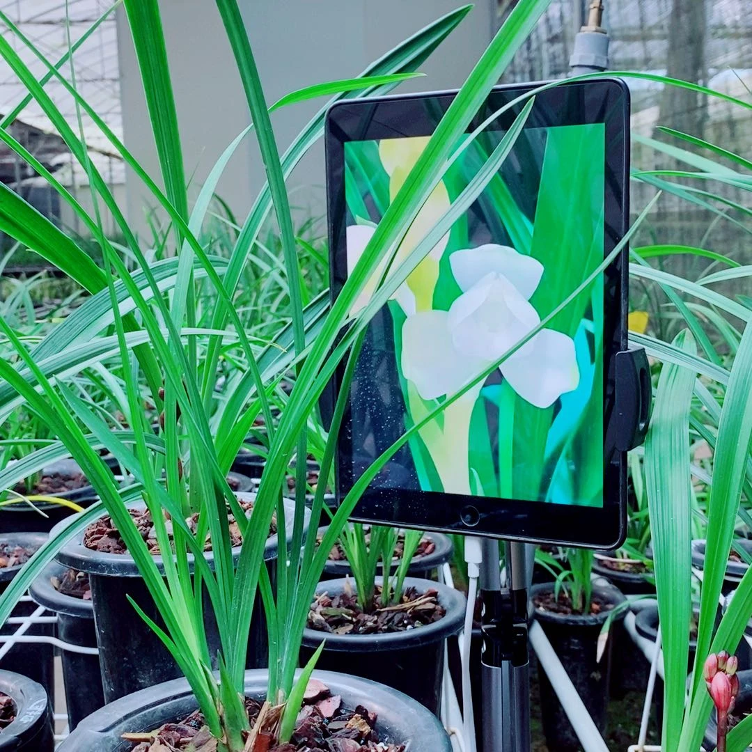 当前无花栽培后可以开花