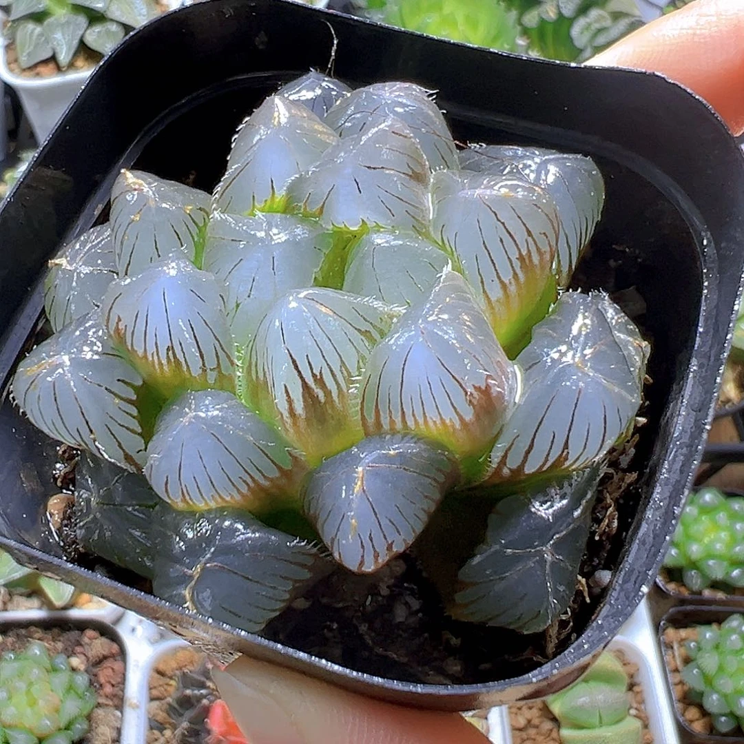 大窗蓝镜玉露多肉多肉