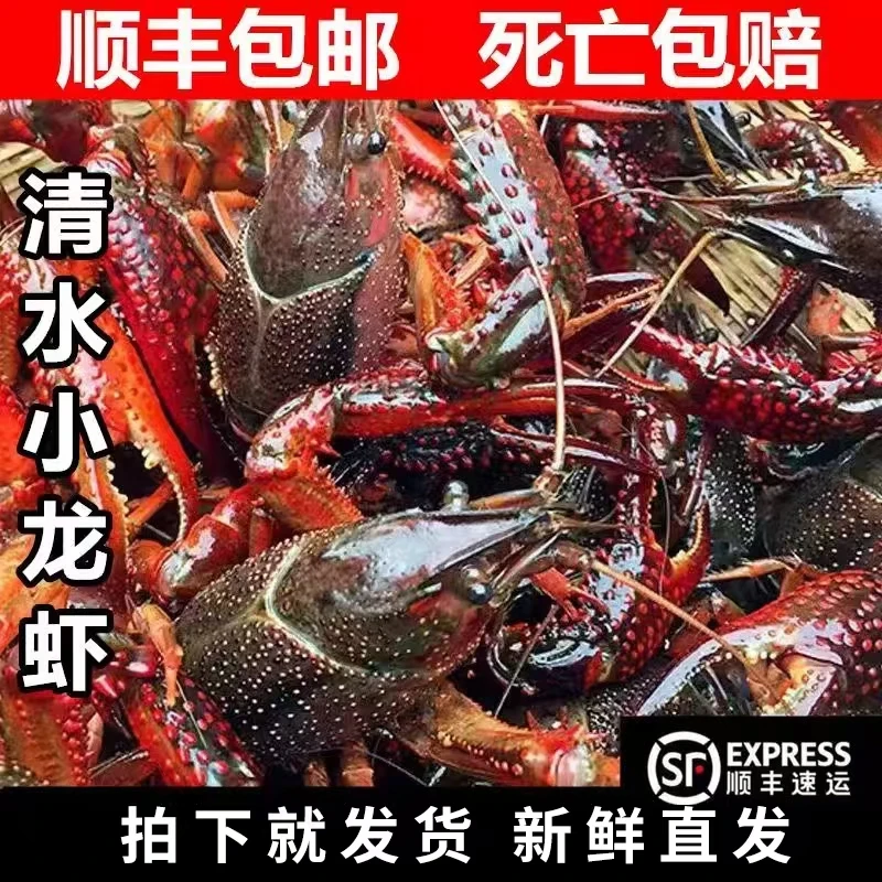 【456钱】洪泽湖水产淡水养殖鲜活黑油谈水湖小龙虾