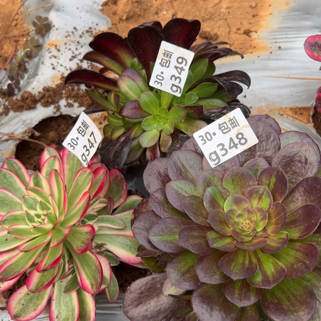 华****伤3颗多肉法师组合