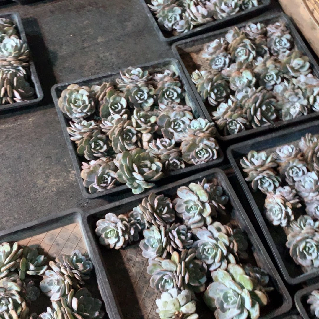 奶茶2双+1三头，不拍冷链不售后