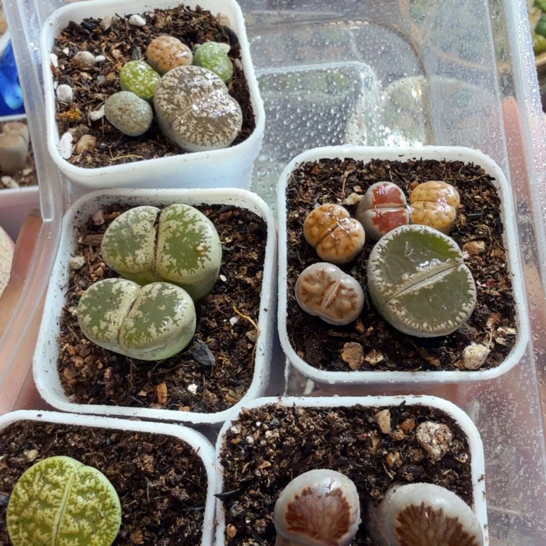 多肉植物的生长发育和生长799