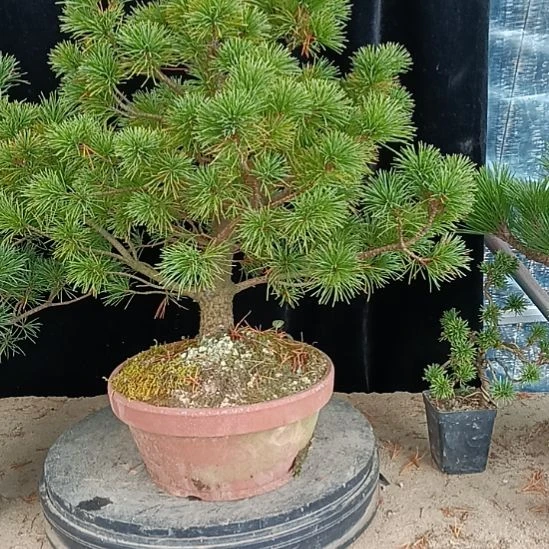 贵品松树原生那须五针松