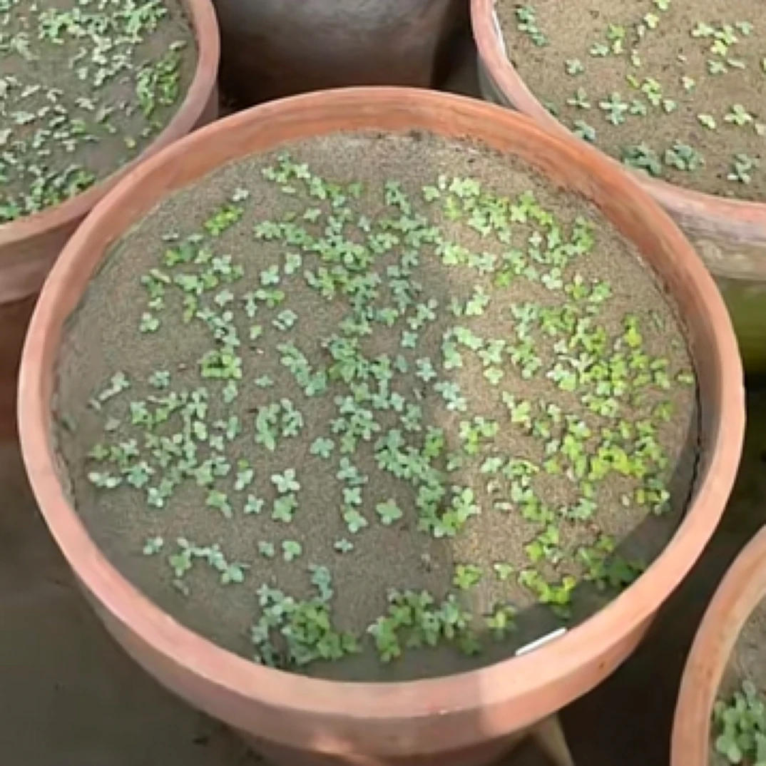 自育新品种混采小菊花种子