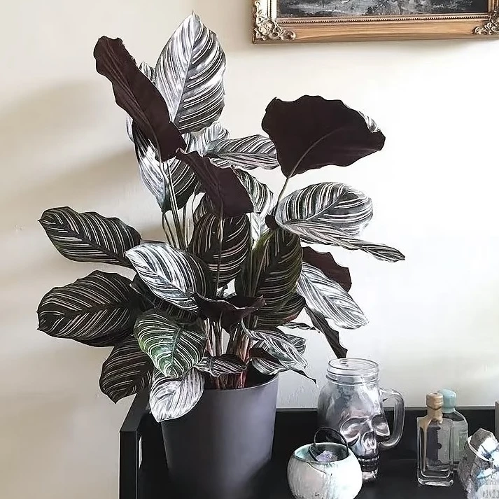 双线竹芋 精致绿色室内客厅阳台清新植物 云南鲜花绿植