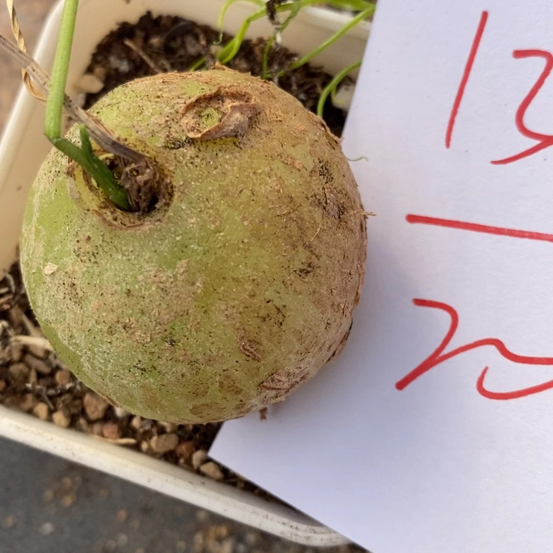 1319苍角殿一颗一颗