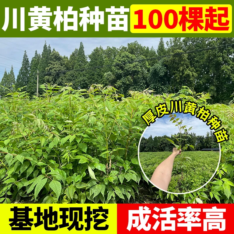 优质川黄柏种苗中药材黄柏种苗基地现挖现发提供技术支持批发包邮