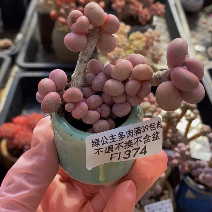 微**～腰子桃蛋5cm374多肉植物