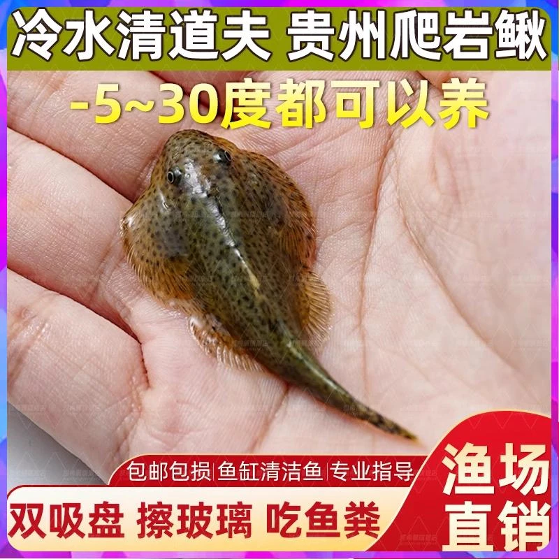 吸鳅爬岩鳅双吸盘冷水清道夫琵琶吃鱼屎清洁除藻工具鱼活体