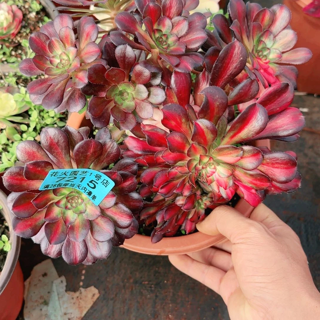 缀7215多肉植物法师