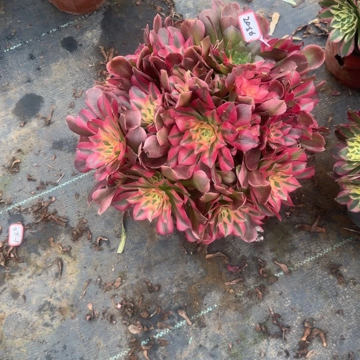 20-36香妃朵朵处理不售后