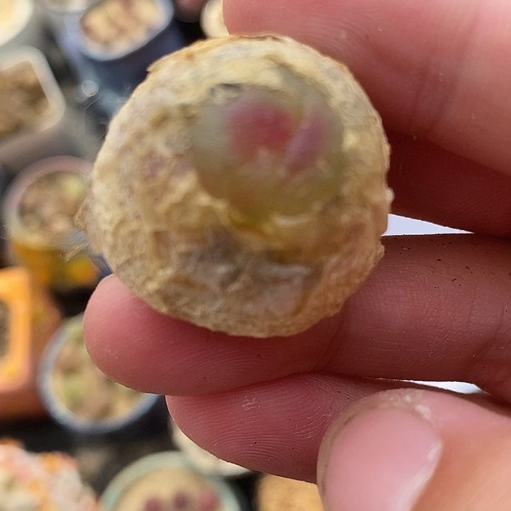 626母本大灯泡一颗