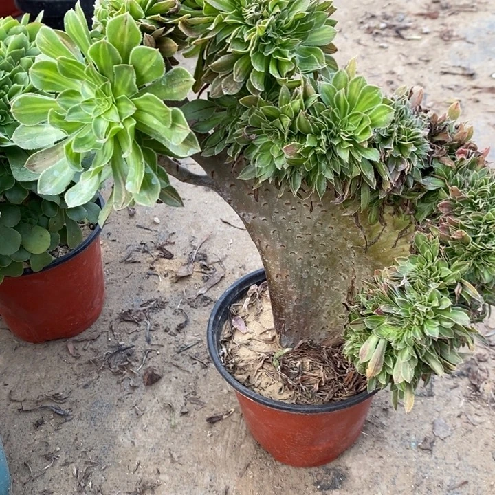 碧螺春缀40多肉植物法师法师