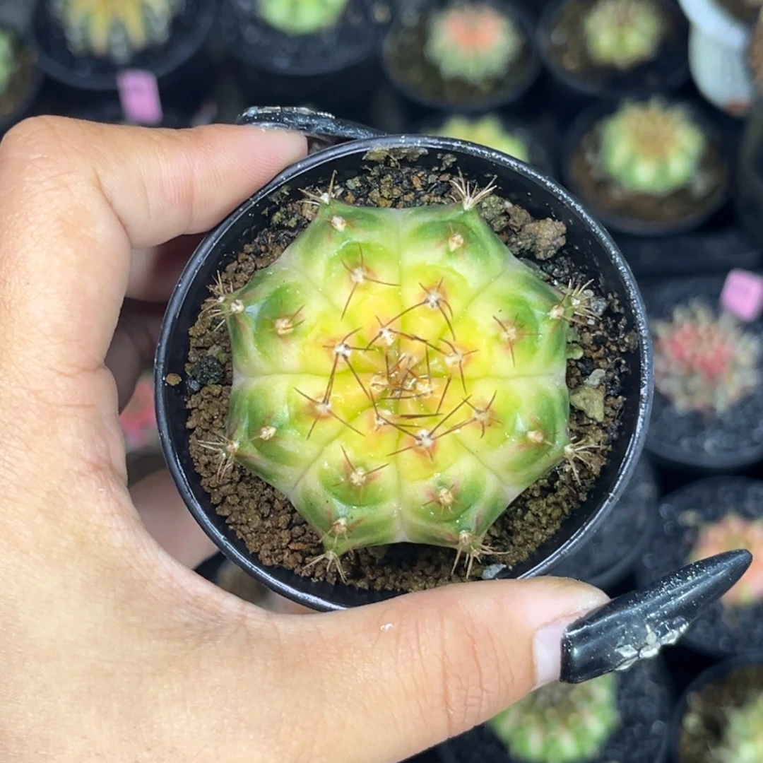泰系轮回 带盆土发货 福利
