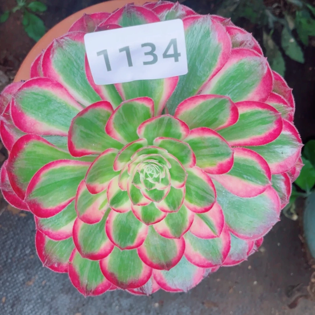 孔雀翎多肉发货发货