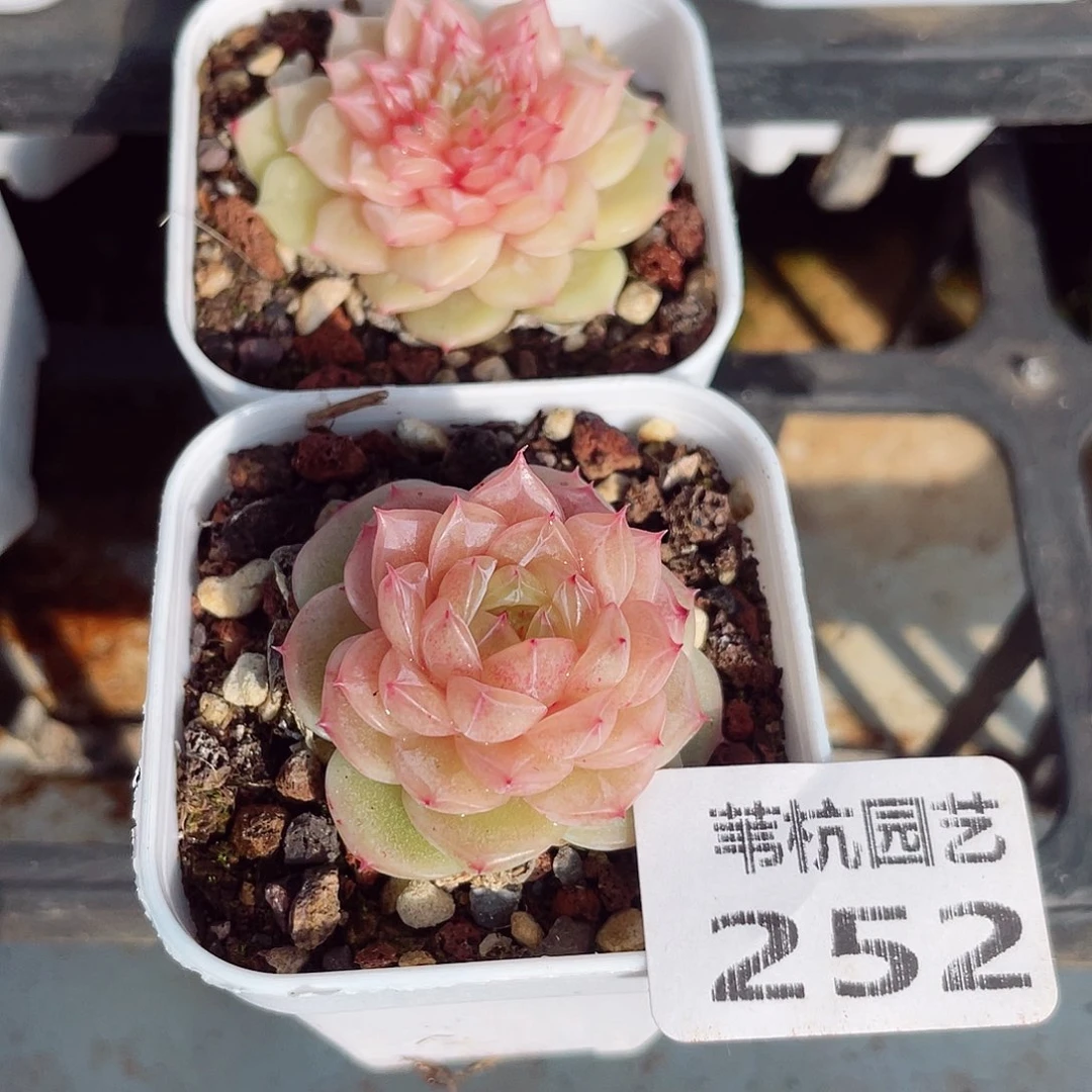 252万吨级和国际标准的