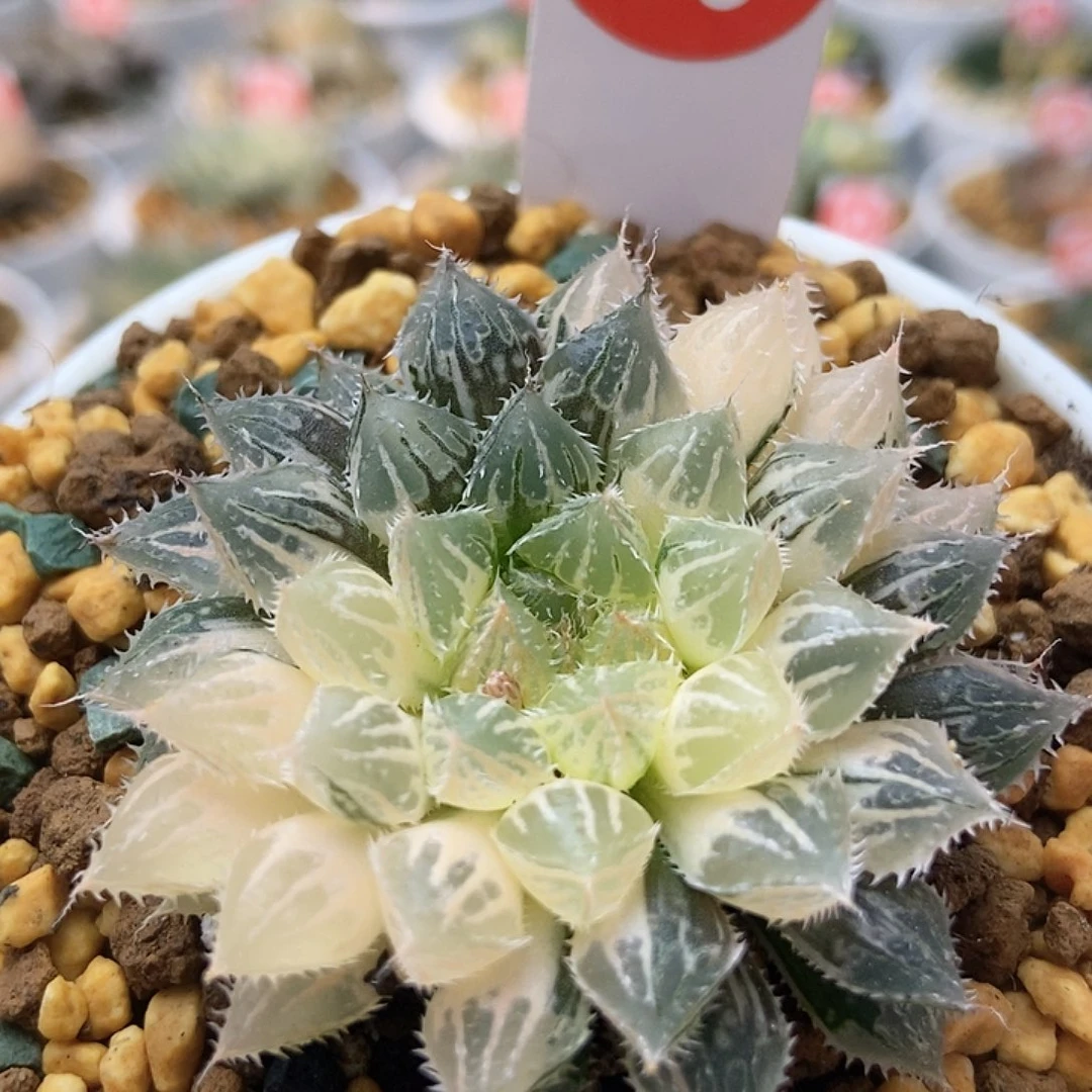 楼兰玉露锦961111111