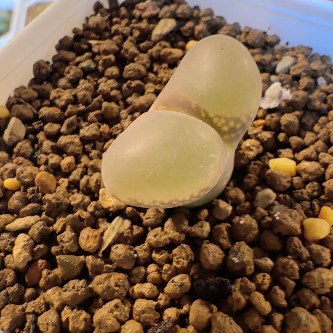 蛋*蛋脱土发货.........